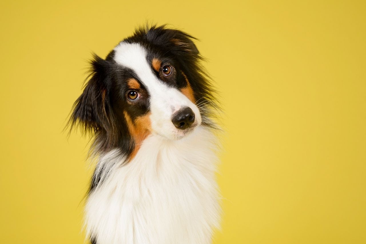 Best Male Dog Names 51 Cute Boy Names Ideas PetShoper