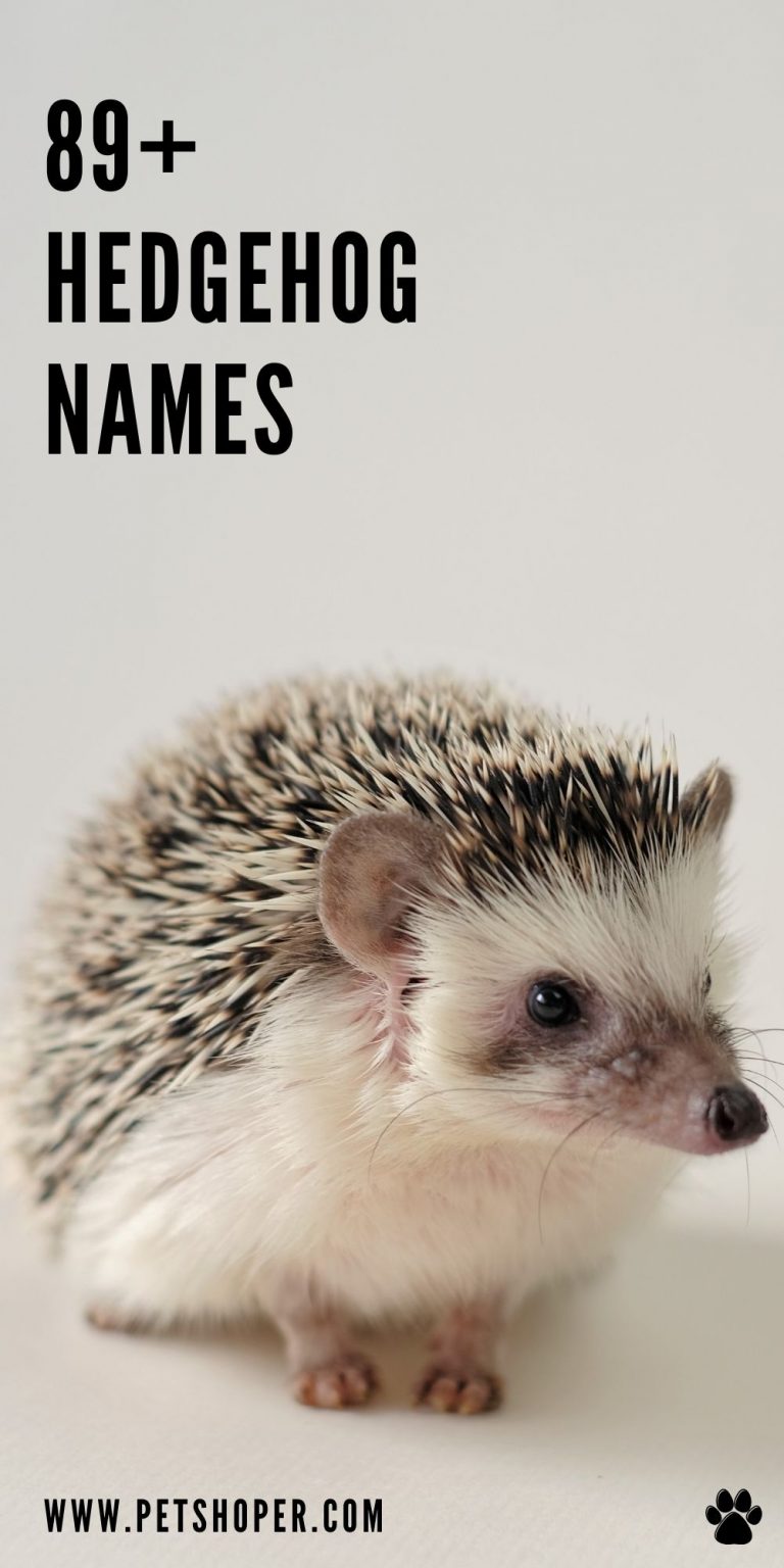 Hedgehog Names 89+ Best Ideas For Your Hedgie