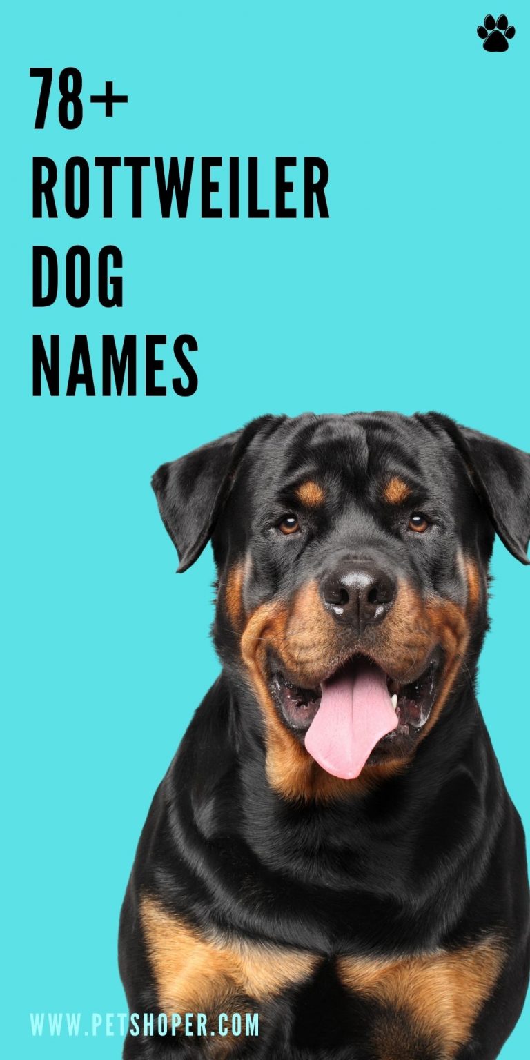 Rottweiler Dog Names 78 Best Top Ideas PetShoper   Rottweiler Dog Names Pin 768x1536 