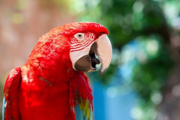 red parrot names
