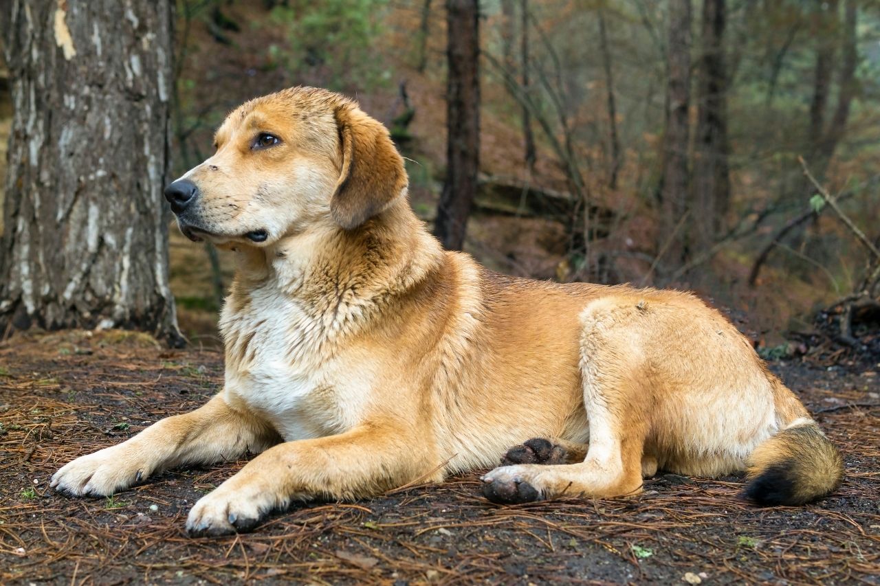 yellow-dog-names-198-best-top-cute-lab-names-petshoper