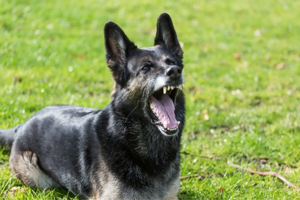 Badass Girl Dog Names Badass Girl Dog Names