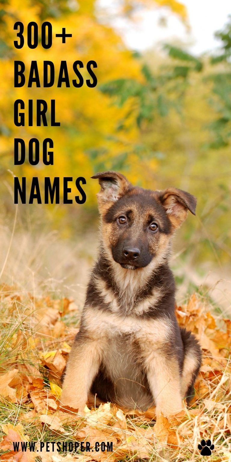 Badass Girl Dog Names 300+ [Top&BEST]