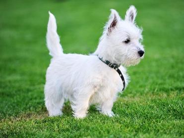 White Boy Dog Names 89+ BEST & CUTE & TOP Ideas - PetShoper