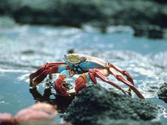 can crabs swim