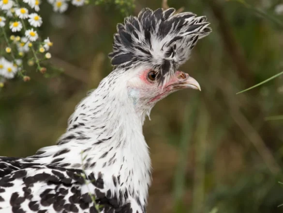 Chickens With Funny Hair