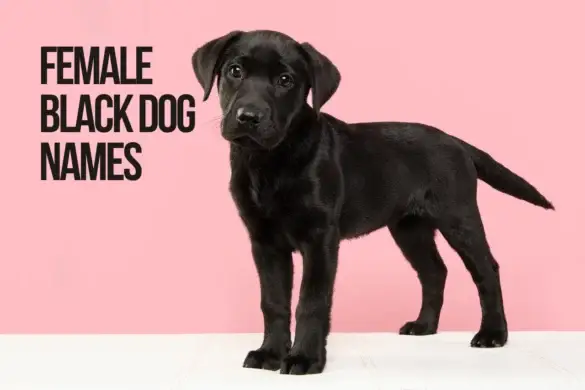 female black dog names